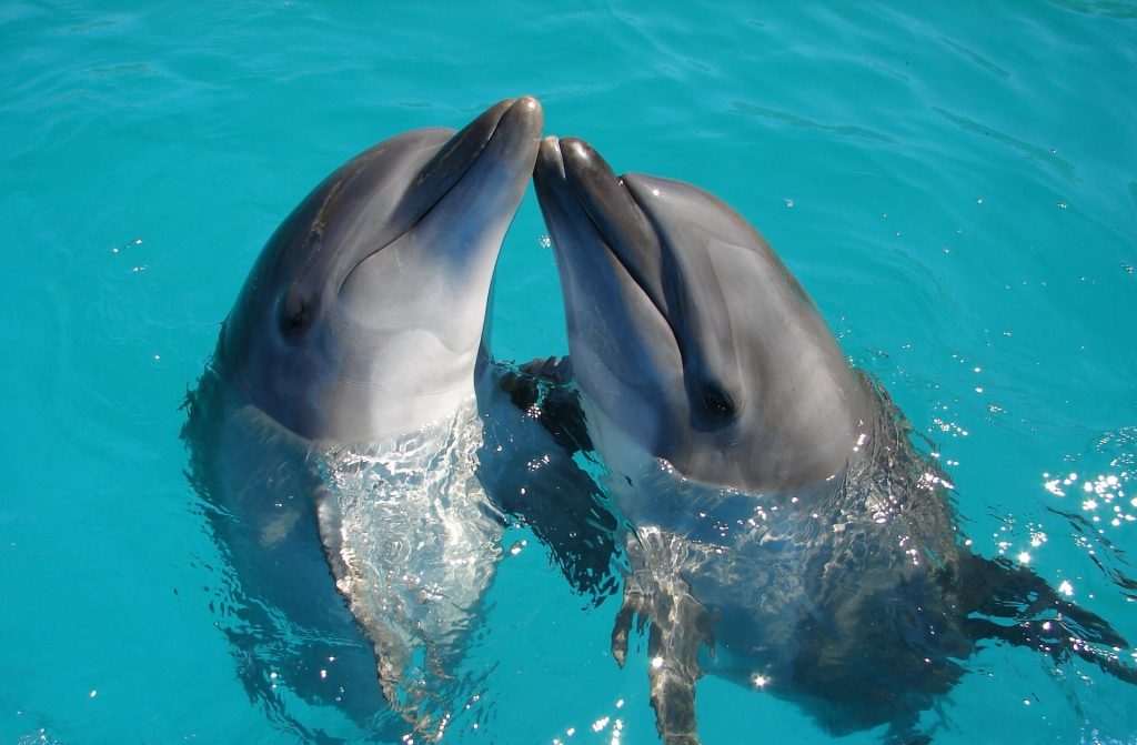 Diving Experience With Dolphins