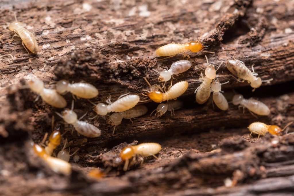 How Long Does It Take To Get Rid Of Termites